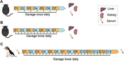 Subacute Toxicity Study of Nicotinamide Mononucleotide via Oral Administration